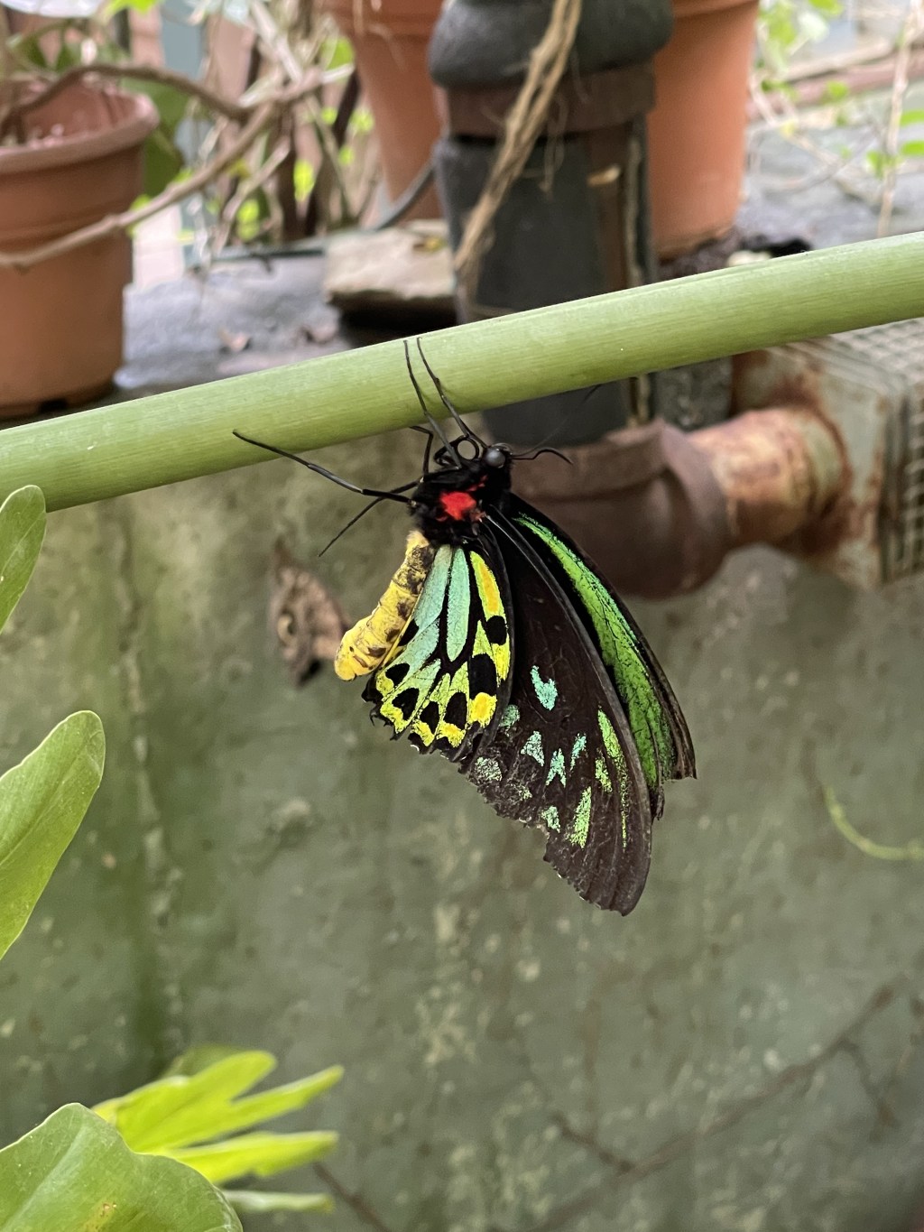 How I Faced My Phobia of Butterfly Wings to Honor My Late&nbsp;Mum.